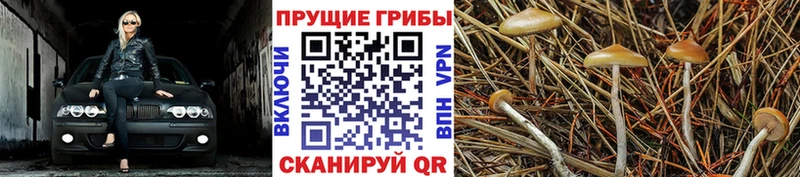 Галлюциногенные грибы Psilocybine cubensis  Усинск 